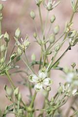 Frasera albomarginata