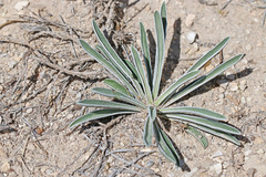 Frasera albomarginata