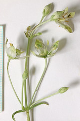 Frasera albomarginata