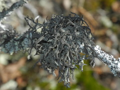 Pseudevernia consocians