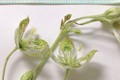 Frasera albomarginata