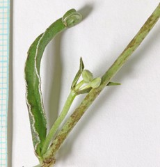 Frasera albomarginata