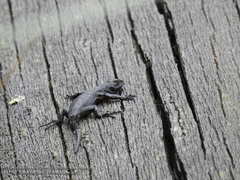 Sceloporus palaciosi