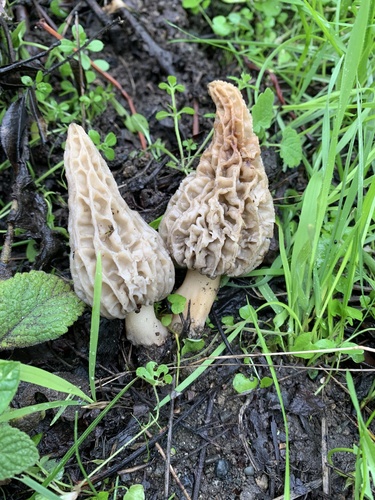 Woodchip Morel