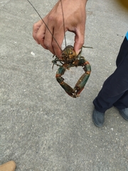 Cherax quadricarinatus