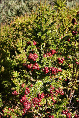 Acrothamnus maccraei