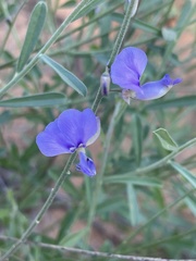 Polygala marensis