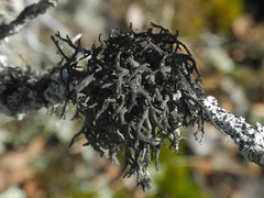 Pseudevernia consocians