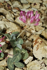 Trifolium owyheense