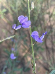 Polygala marensis