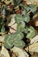 Trifolium owyheense