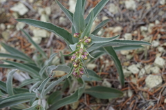 Penstemon acuminatus