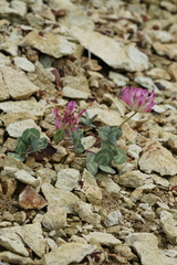Trifolium owyheense