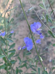 Polygala marensis