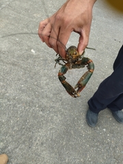 Cherax quadricarinatus