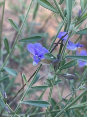 Polygala marensis