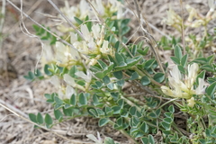 Astragalus lentiginosus chartaceus