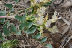 Astragalus lentiginosus chartaceus