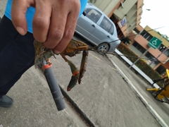 Cherax quadricarinatus