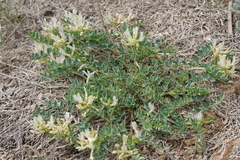 Astragalus lentiginosus chartaceus