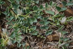 Astragalus lentiginosus chartaceus
