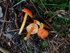 Hygrocybe marchii
