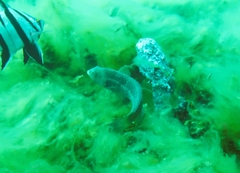 Notolabrus parilus