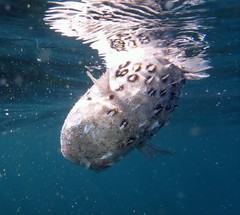 Dicotylichthys punctulatus