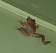 Polypedates maculatus