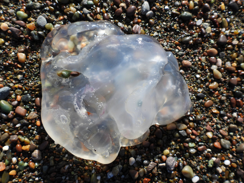 photo of Greater Moon Jelly (Aurelia labiata)