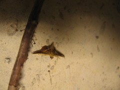 Endotricha repandalis