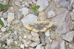 Cyclophora albiocellaria