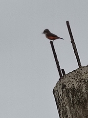 Pyrocephalus rubinus