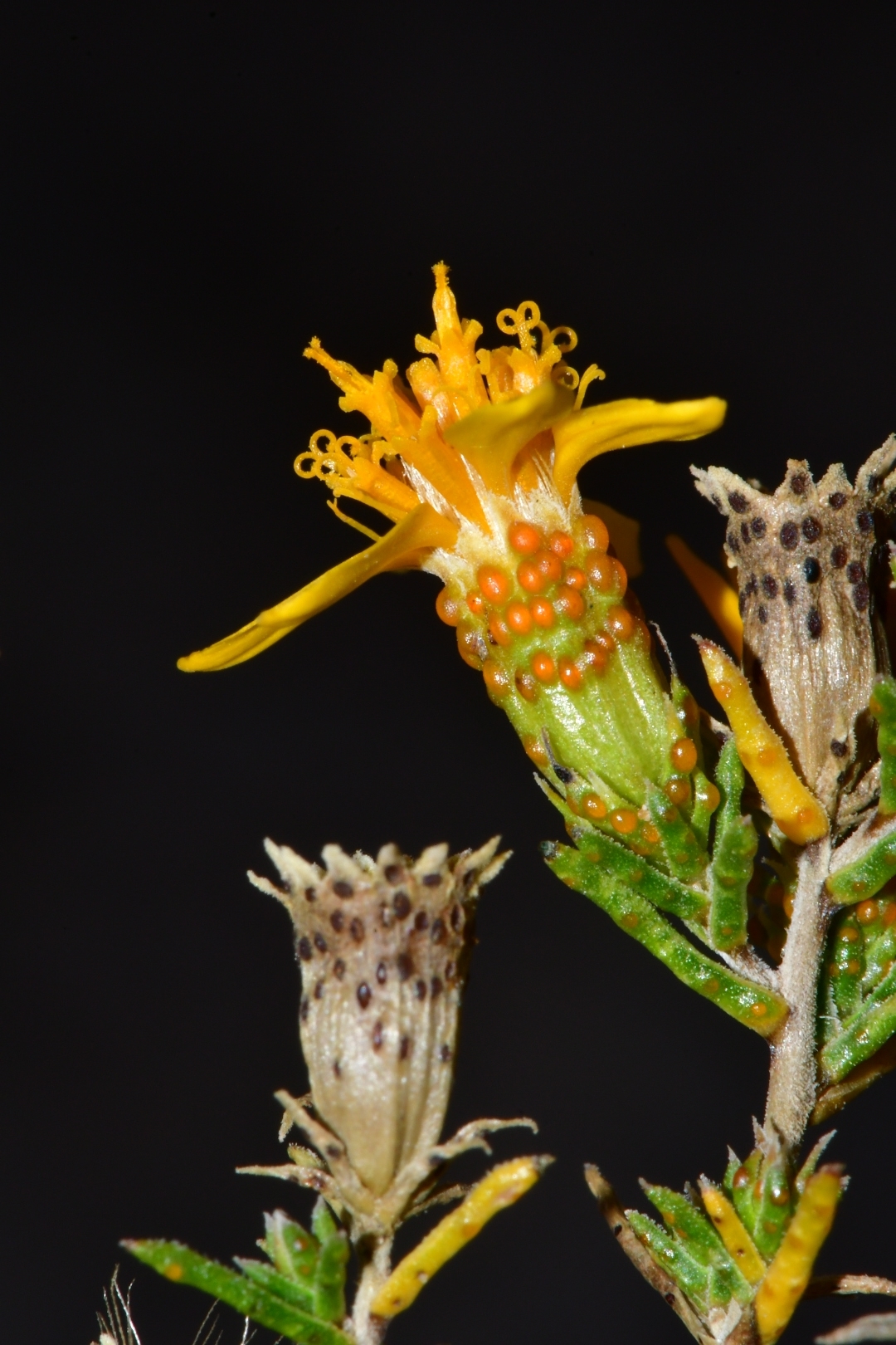Thymophylla acerosa