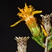 Thymophylla acerosa - Photo (c) Joey Santore,  זכויות יוצרים חלקיות (CC BY-NC), הועלה על ידי Joey Santore