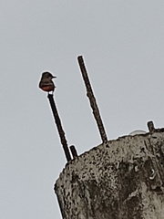 Pyrocephalus rubinus