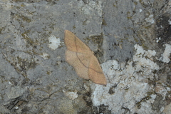 Cyclophora ruficiliaria