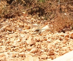 Podarcis pityusensis