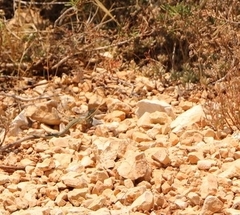 Podarcis pityusensis