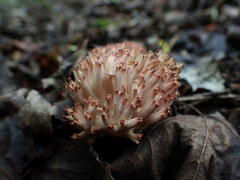 Ramaria rubripermanens