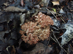 Ramaria rubripermanens