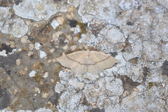 Cyclophora punctaria