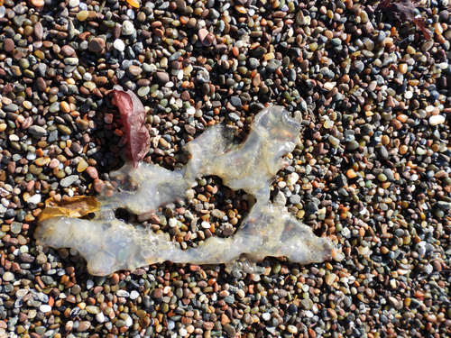 photo of Egg-yolk Jelly (Phacellophora camtschatica)