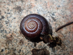 Glyptostoma gabrielense
