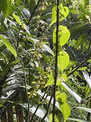 Thunbergia mysorensis