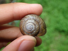 Helminthoglypta petricola