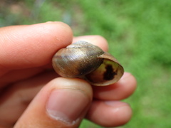 Helminthoglypta petricola