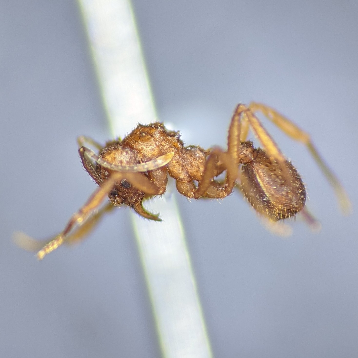 Trachymyrmex carinatus