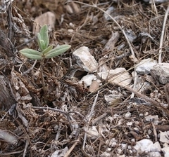 Podarcis pityusensis