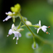 Circaea canadensis - Photo (c) Ken-ichi Ueda，保留部份權利CC BY
